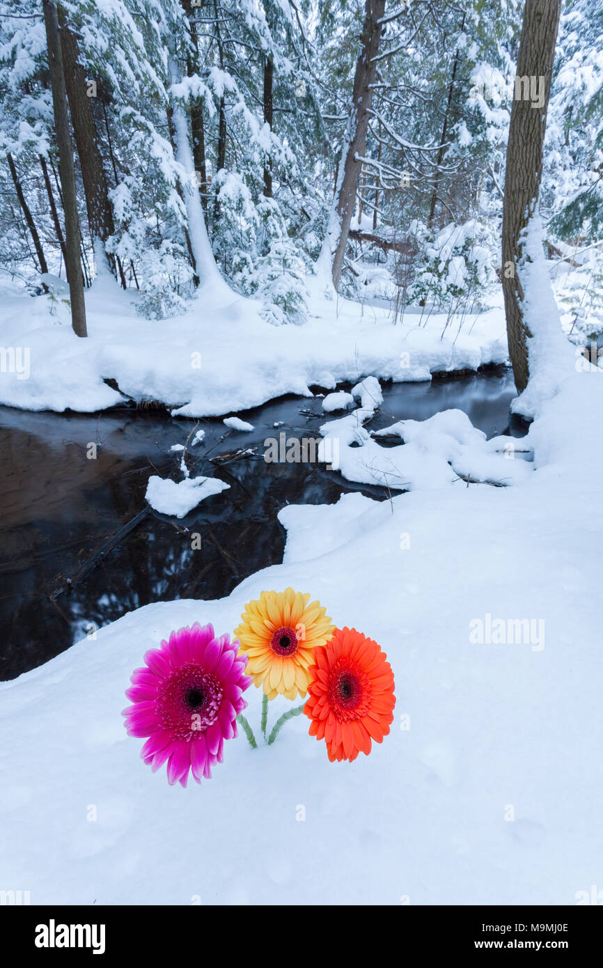 Three different coloured Gerbera hybrida daisies placed in a snowy