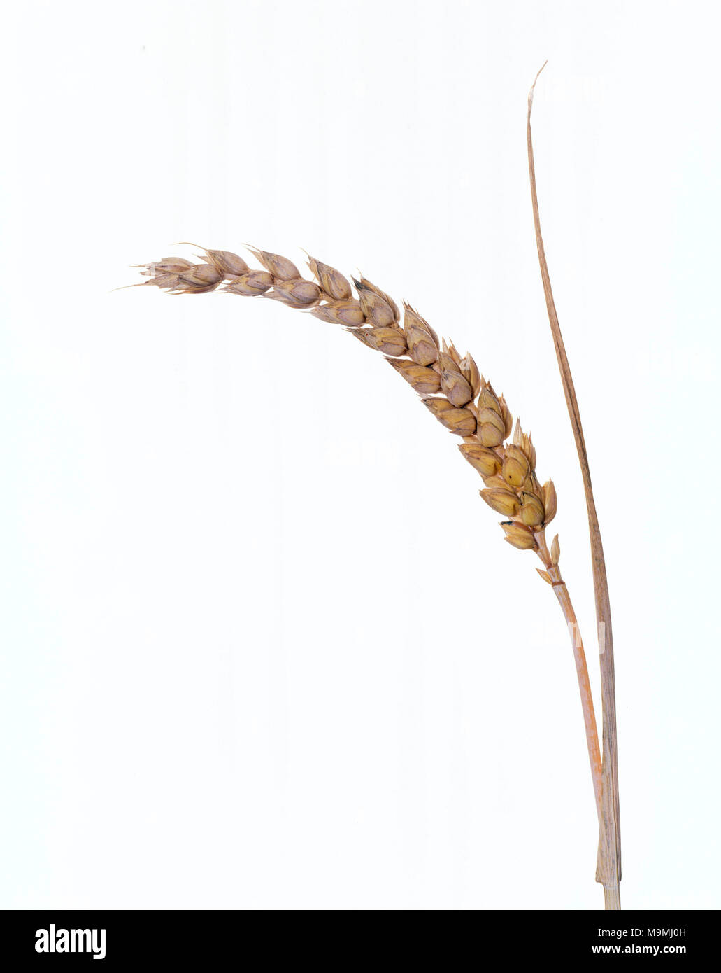Common Wheat, Bread Wheat (Triticum aestivum), ripe ear. Studio picture against a whote background. Germany Stock Photo