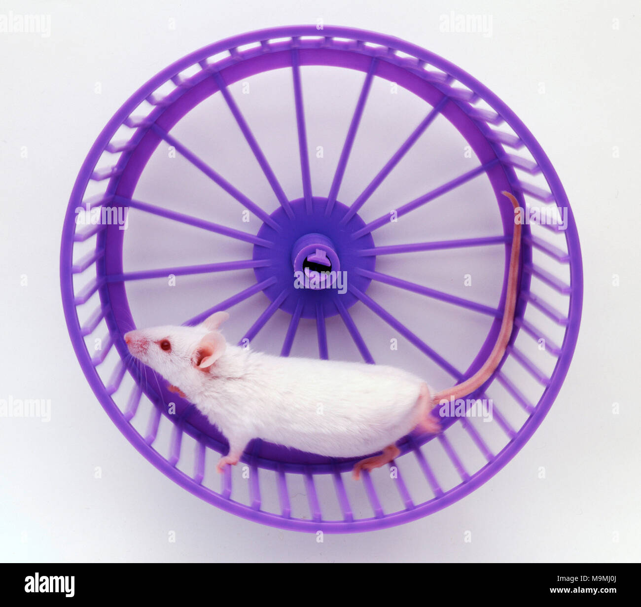 Albino Fancy mouse in running wheel Stock Photo