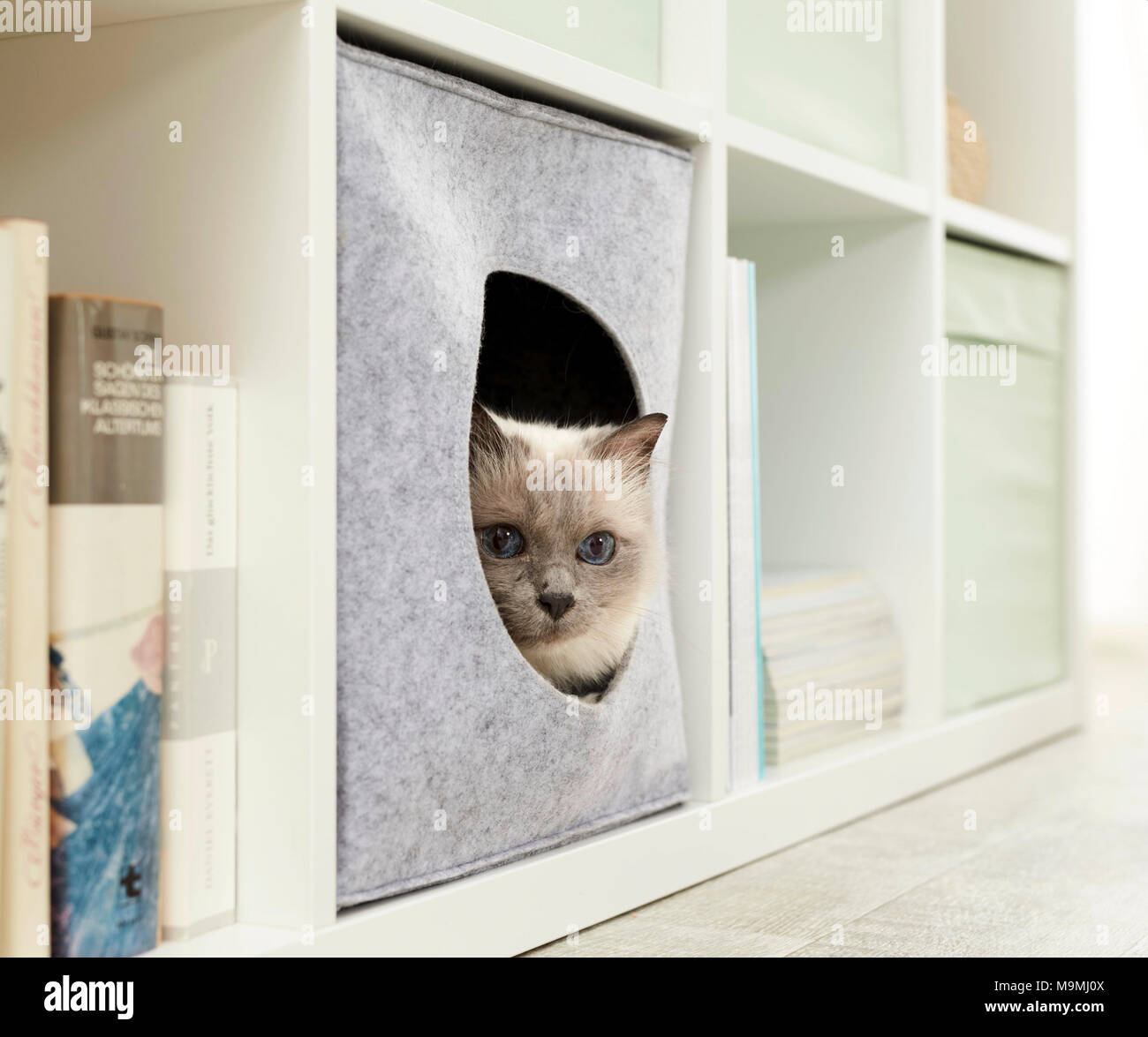 Sacred Birman, Birman. Adult cat in a felt den, fitting into a shelf. Germany. Stock Photo