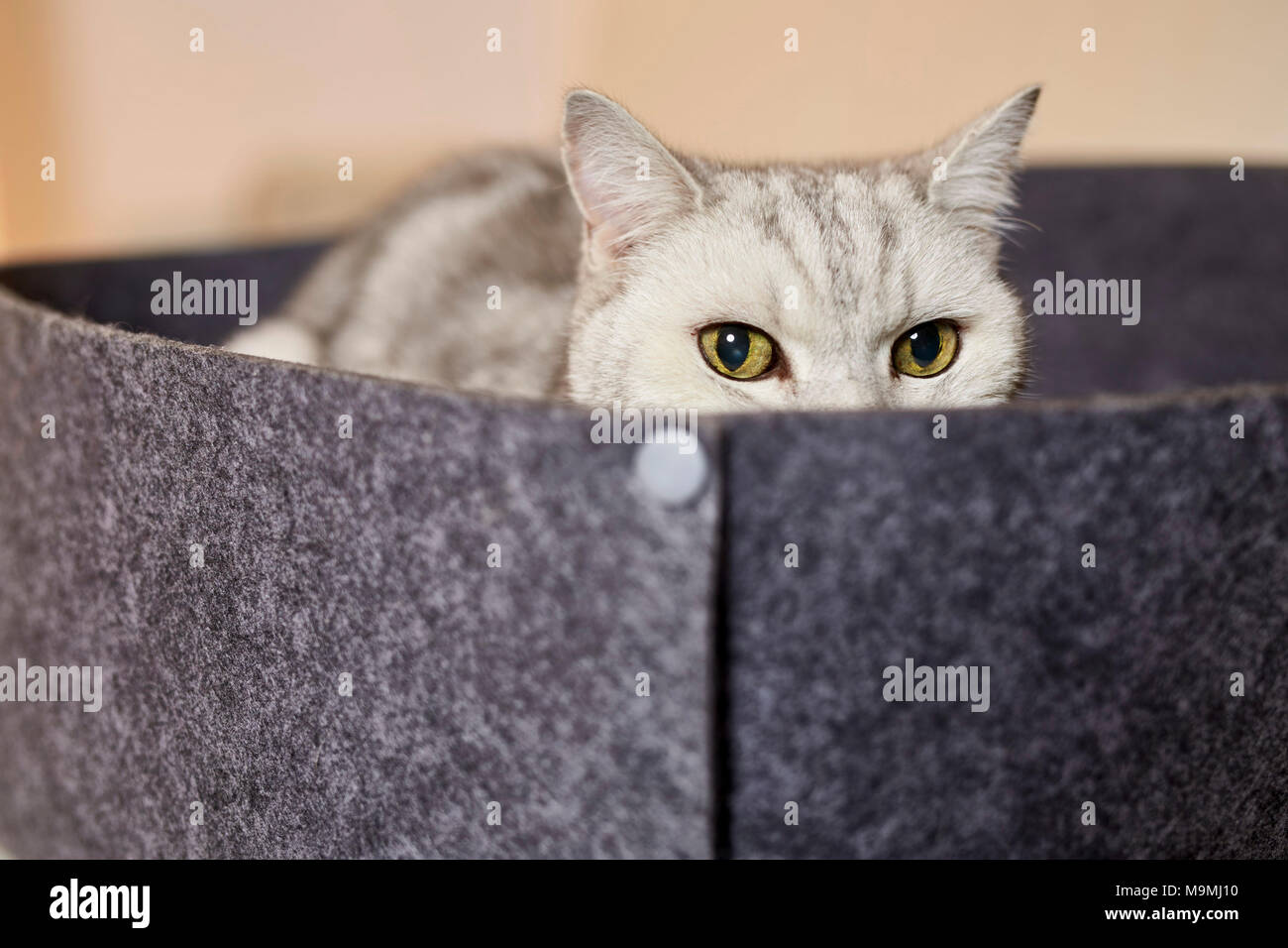 British Shorthair cat. Tabby adult lying pet bed made of felt. Germany Stock Photo