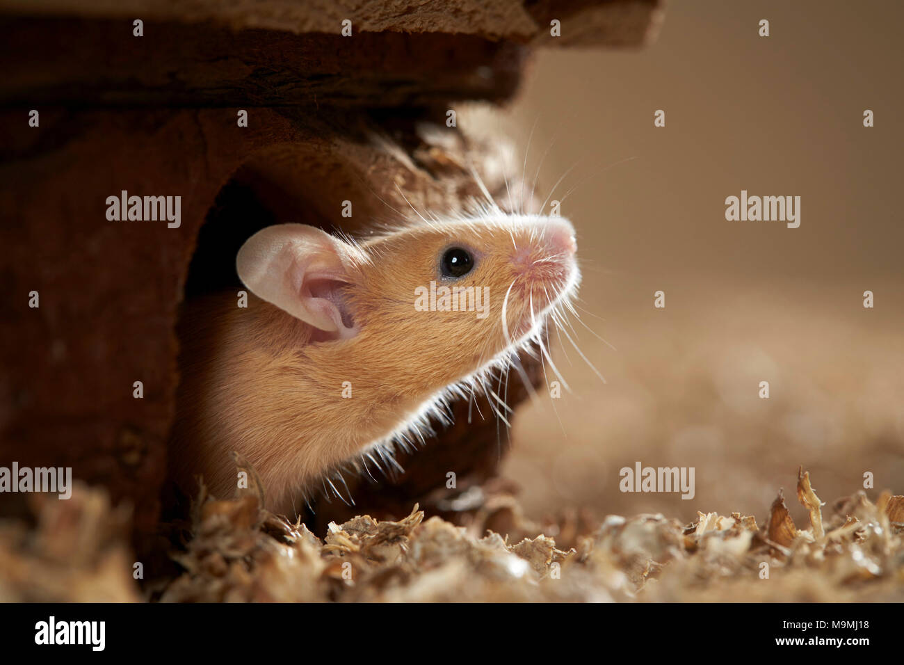 Fancy Mouse. Young leaving retreat, testing the air. Germany Stock Photo