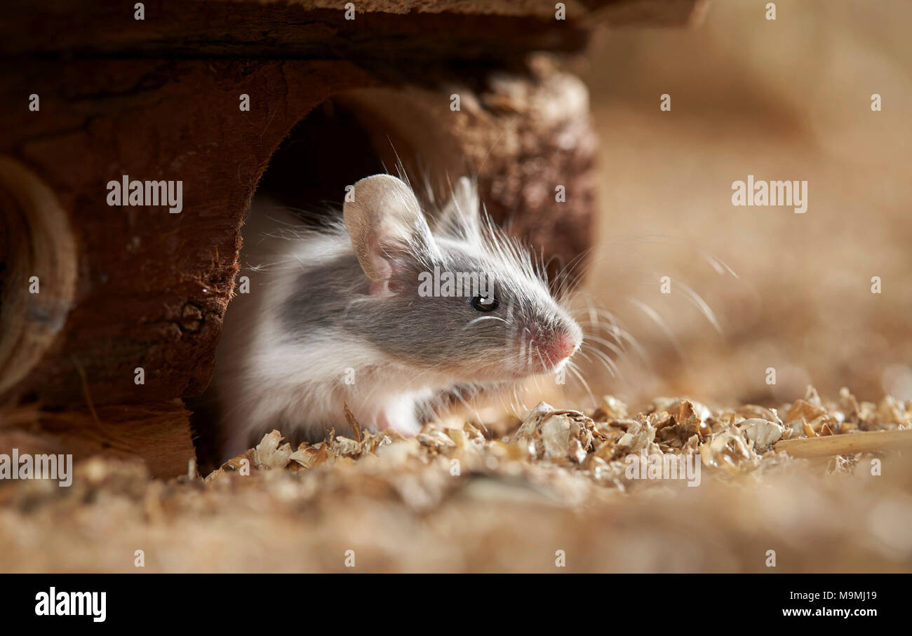 Fancy Mouse. Young leaving retreat. Germany Stock Photo