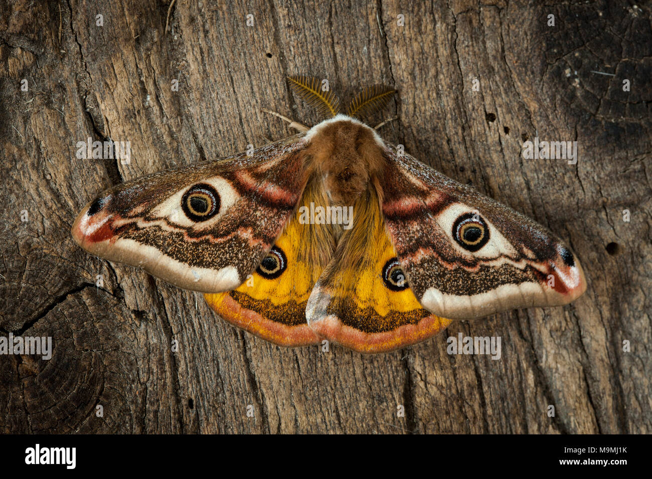 Emperor Moth (Saturnia pavonia). Male on wood. Germany Stock Photo