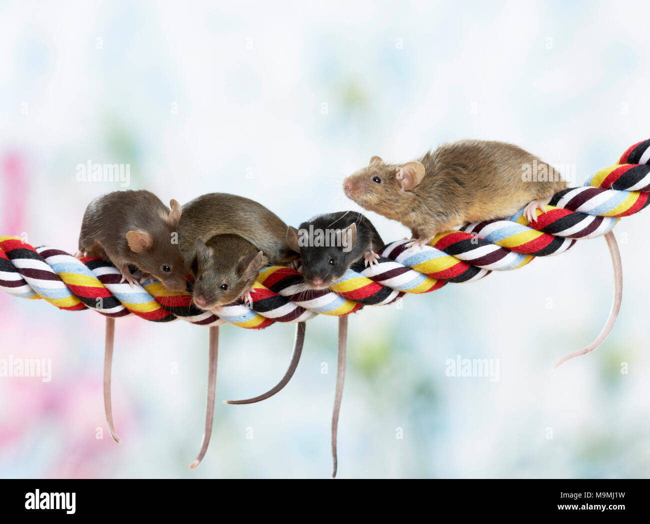 Fancy Mouse. Four mice on colourful rope. Germany Stock Photo