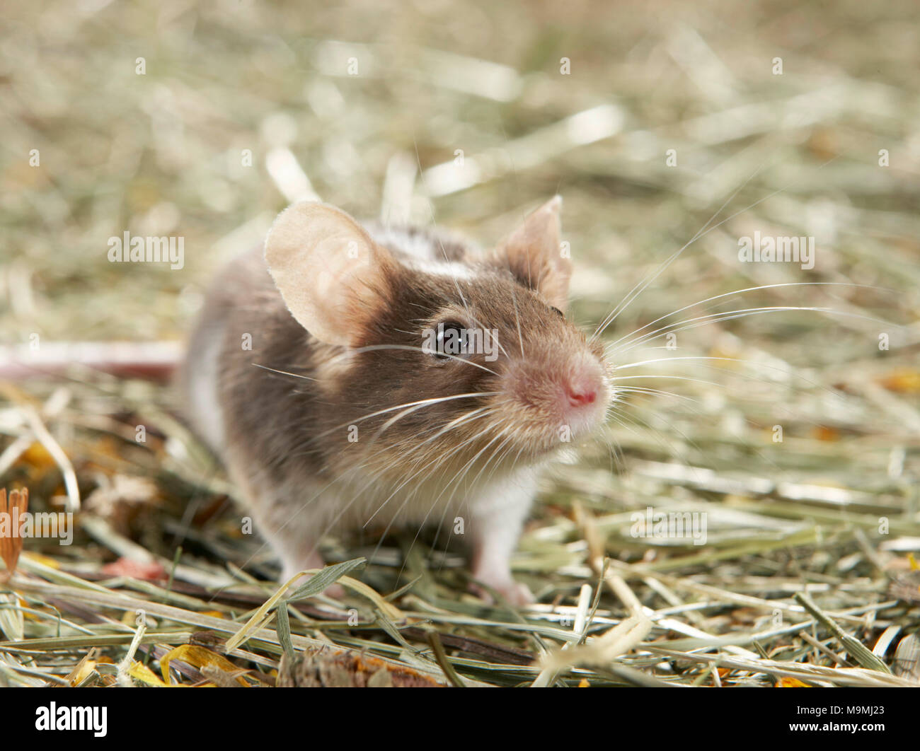 Fancy Mouse. Young standing on hay. Germany .. Stock Photo