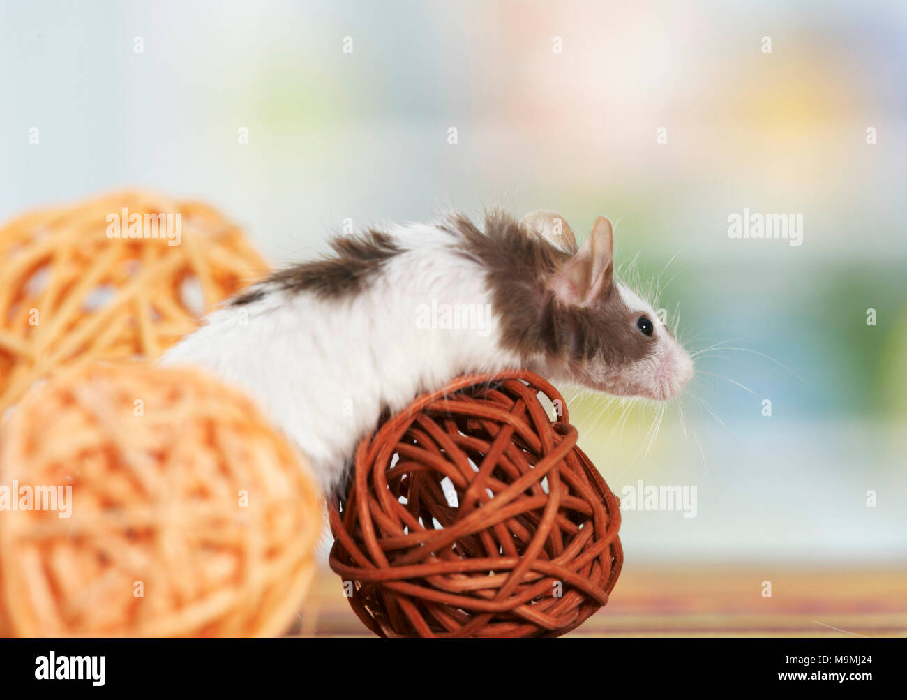 Fancy Mouse. Male palying with balls. Germany Stock Photo