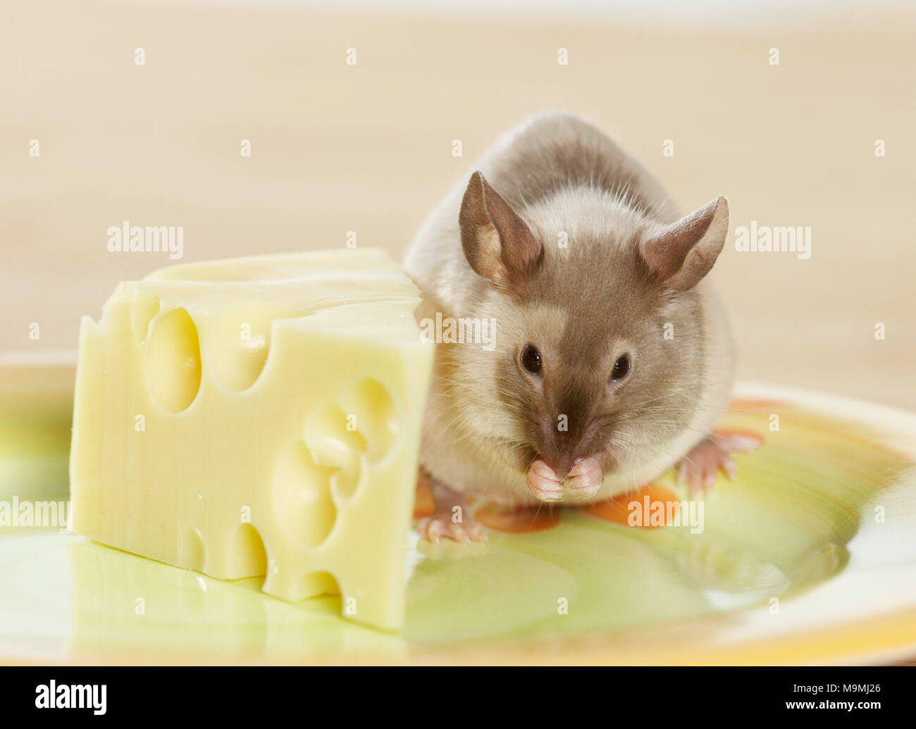 Fancy Mouse next to a piece of cheese, grooming. Studio picture. Germany. Stock Photo
