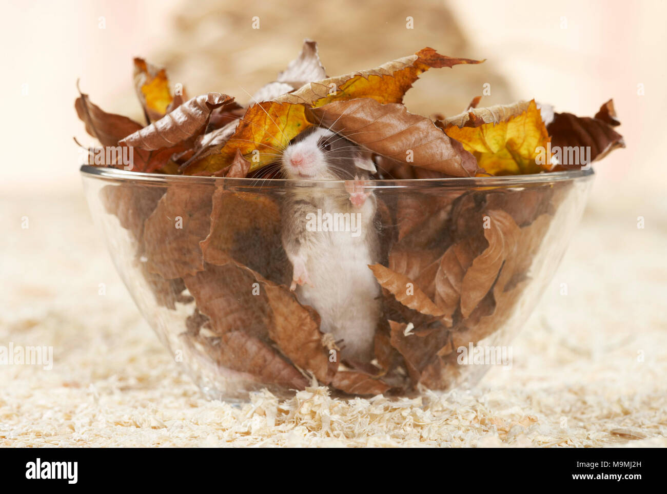 Fancy Mouse playing in a bowl, filled with leaf litter. Germany.. Stock Photo