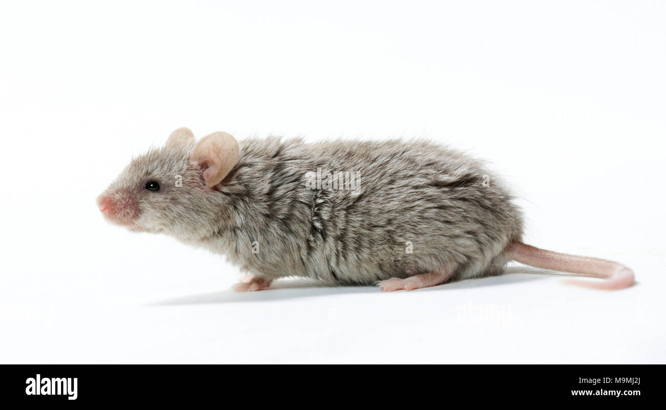 Fancy Mouse. Gray adult, seen side-on. Studio picture against a white background. Stock Photo