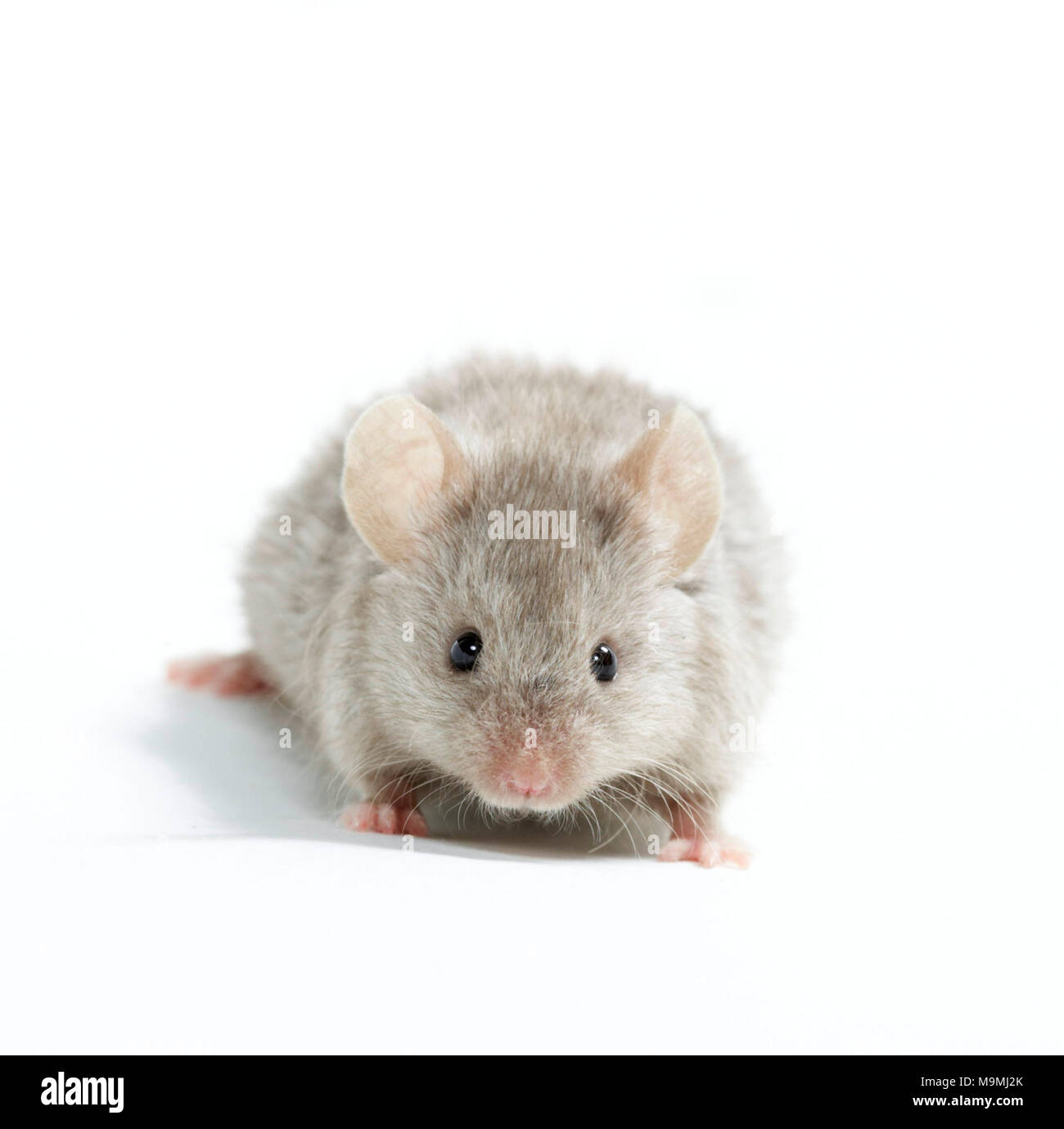 Fancy Mouse. Gray adult, seen head-on. Studio picture against a white background Stock Photo