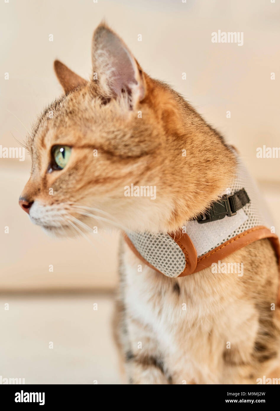 Domestic cat. Tabby adult with harness. Germany. Stock Photo