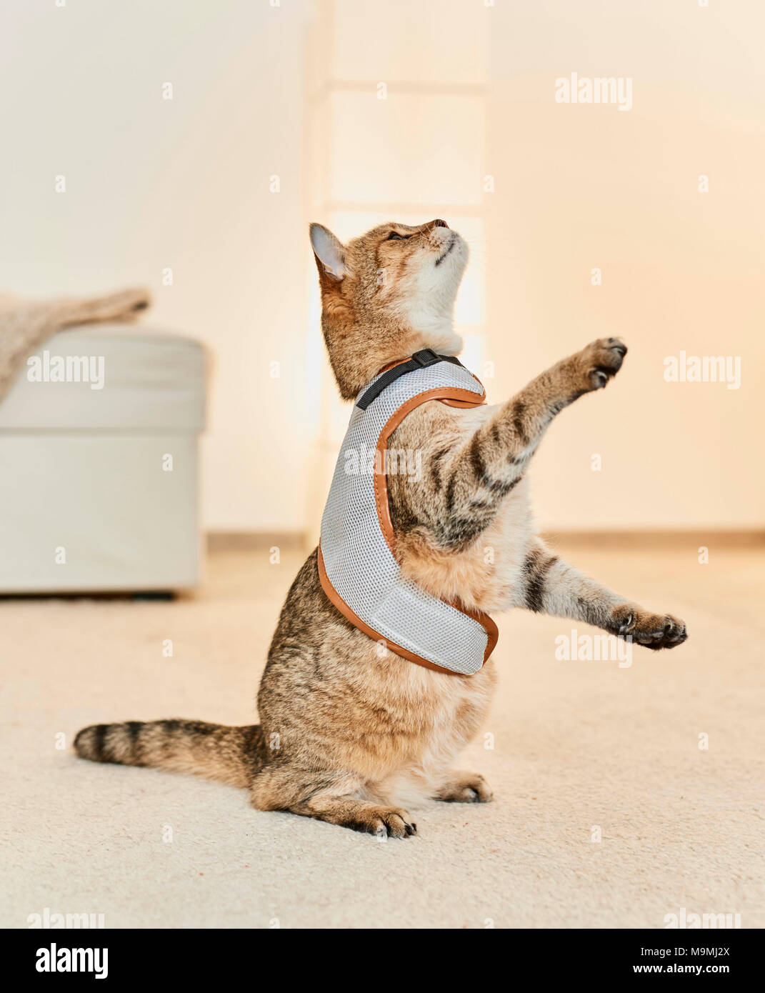 Haunches hires stock photography and images Alamy