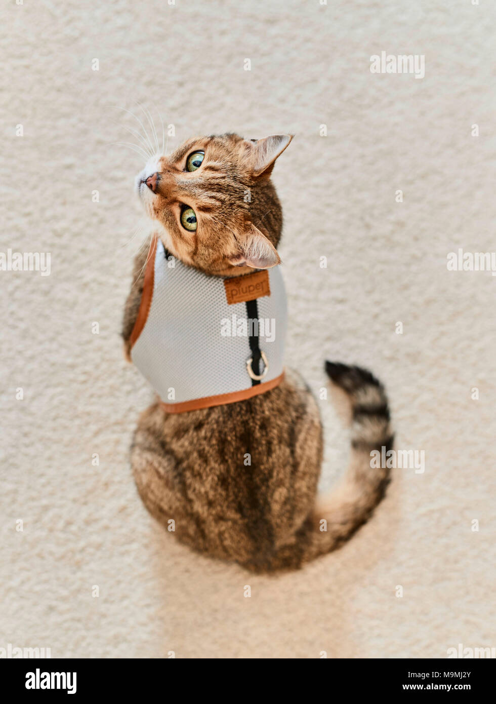 Domestic cat. Tabby adult with harness, sitting. Germany. Stock Photo
