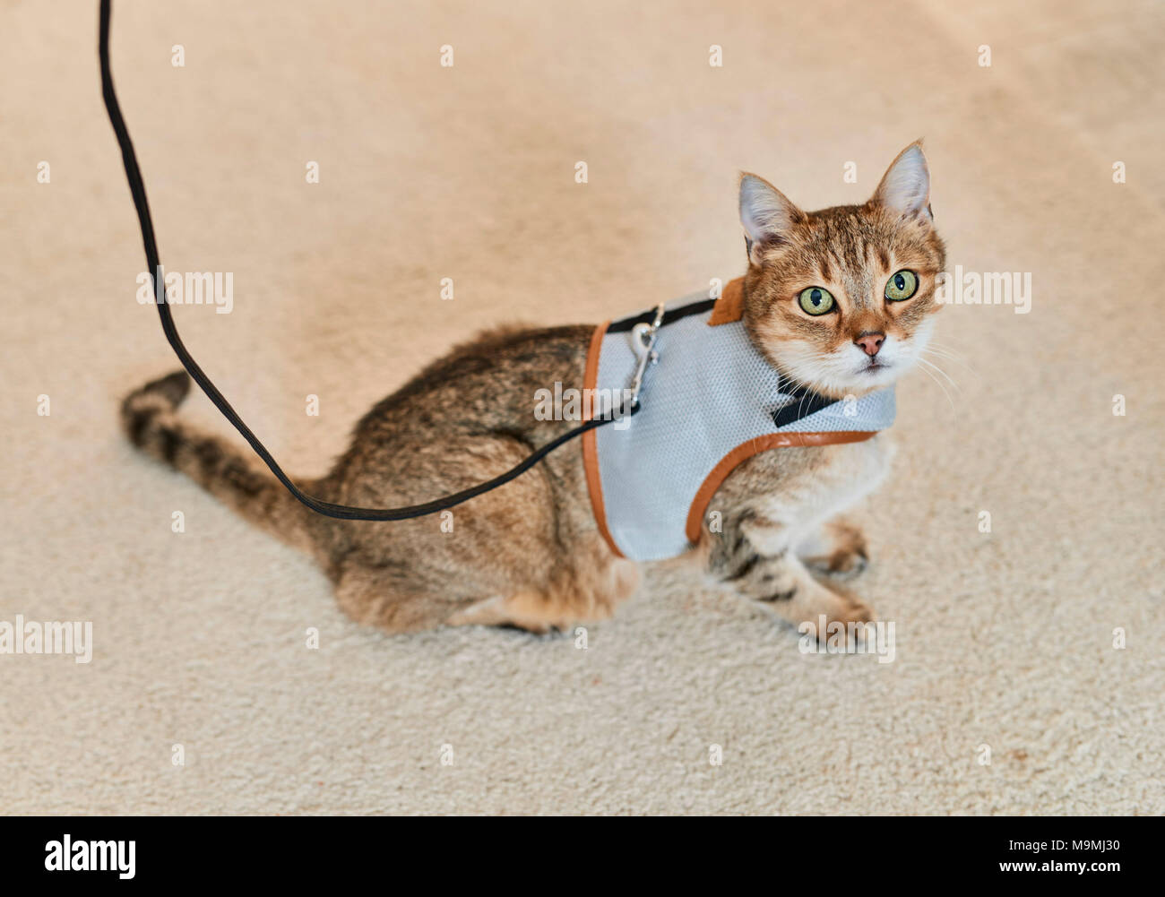 Domestic cat. Tabby adult with harness and lead. Germany. Stock Photo