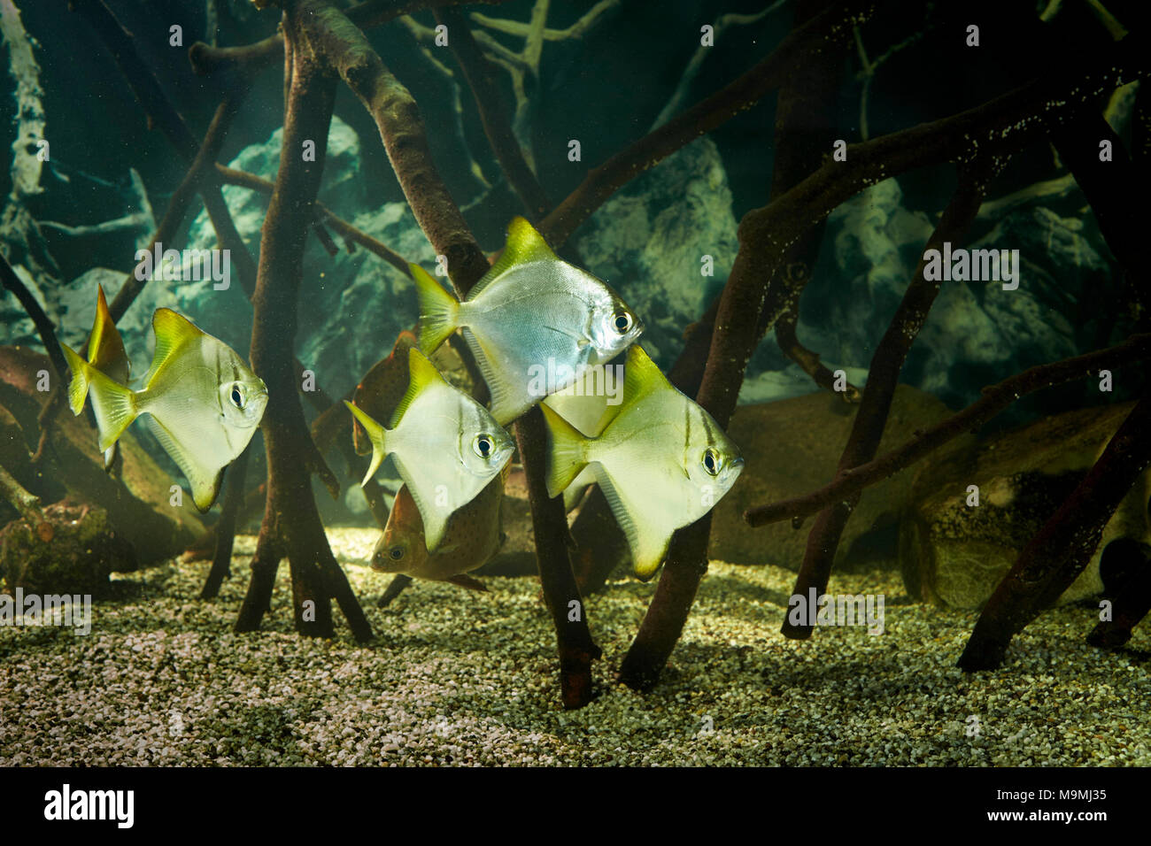 Silver Moonyfish (Monodactylus argenteus). Swarm in a brackish aquarium. Germany Stock Photo