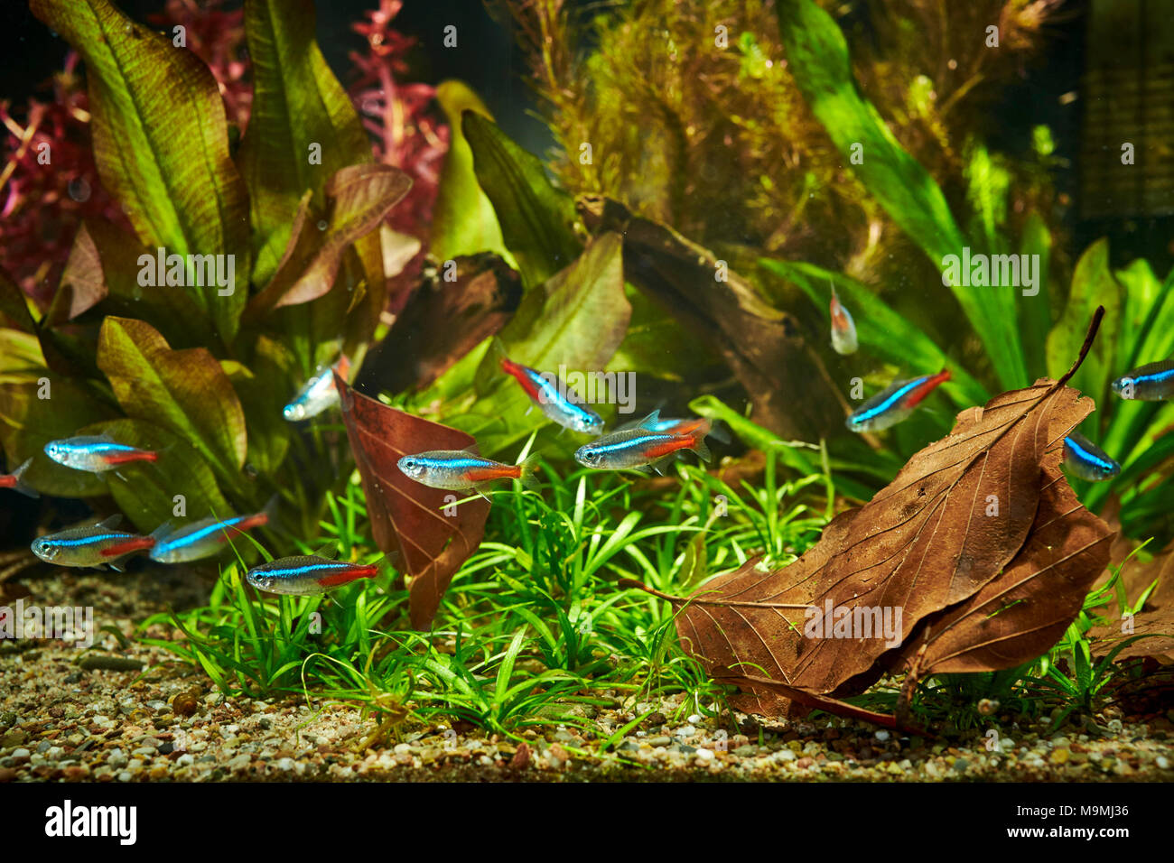 Freshwater Aquarium with Neon Tetras (Paracheirodon innesi). Germany Stock Photo