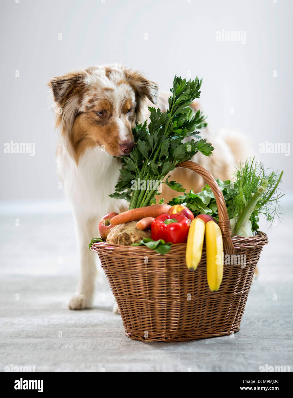 Australian Shepherd sniffing at basket filled with fruit and vegetables. Germany Stock Photo