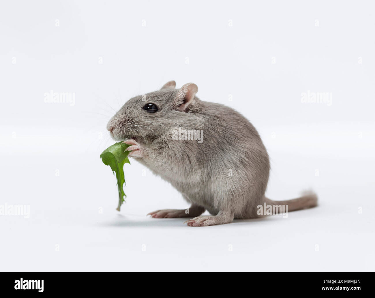 Domesticated Gerbil (Meriones unguiculatus). Adult eating a dandelion leaf. Studio picture against a white background Stock Photo