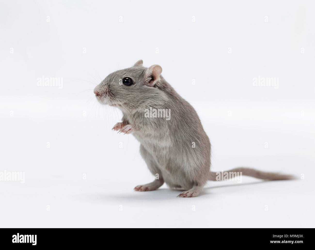 Domesticated Gerbil (Meriones unguiculatus). Adult standing. Studio picture against a white background Stock Photo