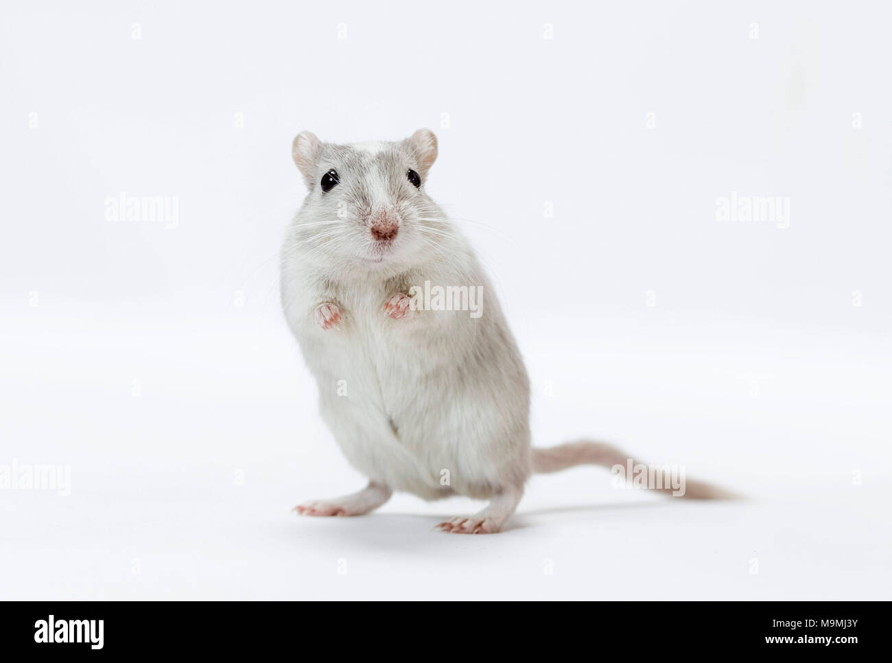 Domesticated Gerbil (Meriones unguiculatus). Adult standing. Studio picture against a white background Stock Photo