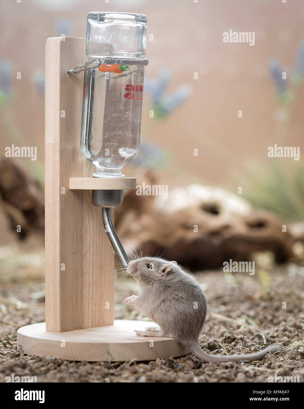 Domesticated Gerbil (Meriones unguiculatus). Adult drinking from water dispenser. Germany Stock Photo