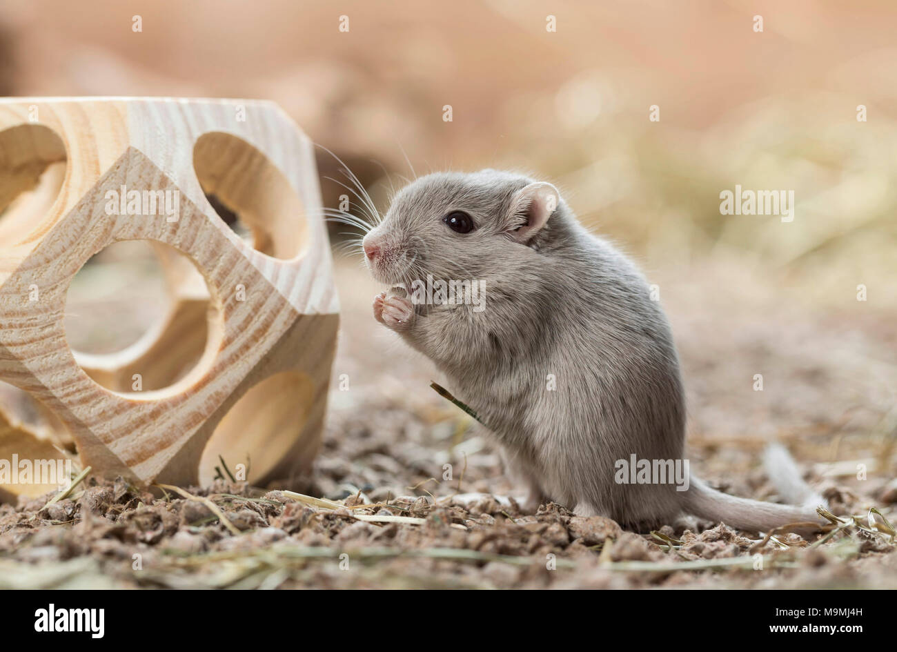 Domesticated Gerbil (Meriones unguiculatus). Adult at toy, a wooden cube. Germany Stock Photo