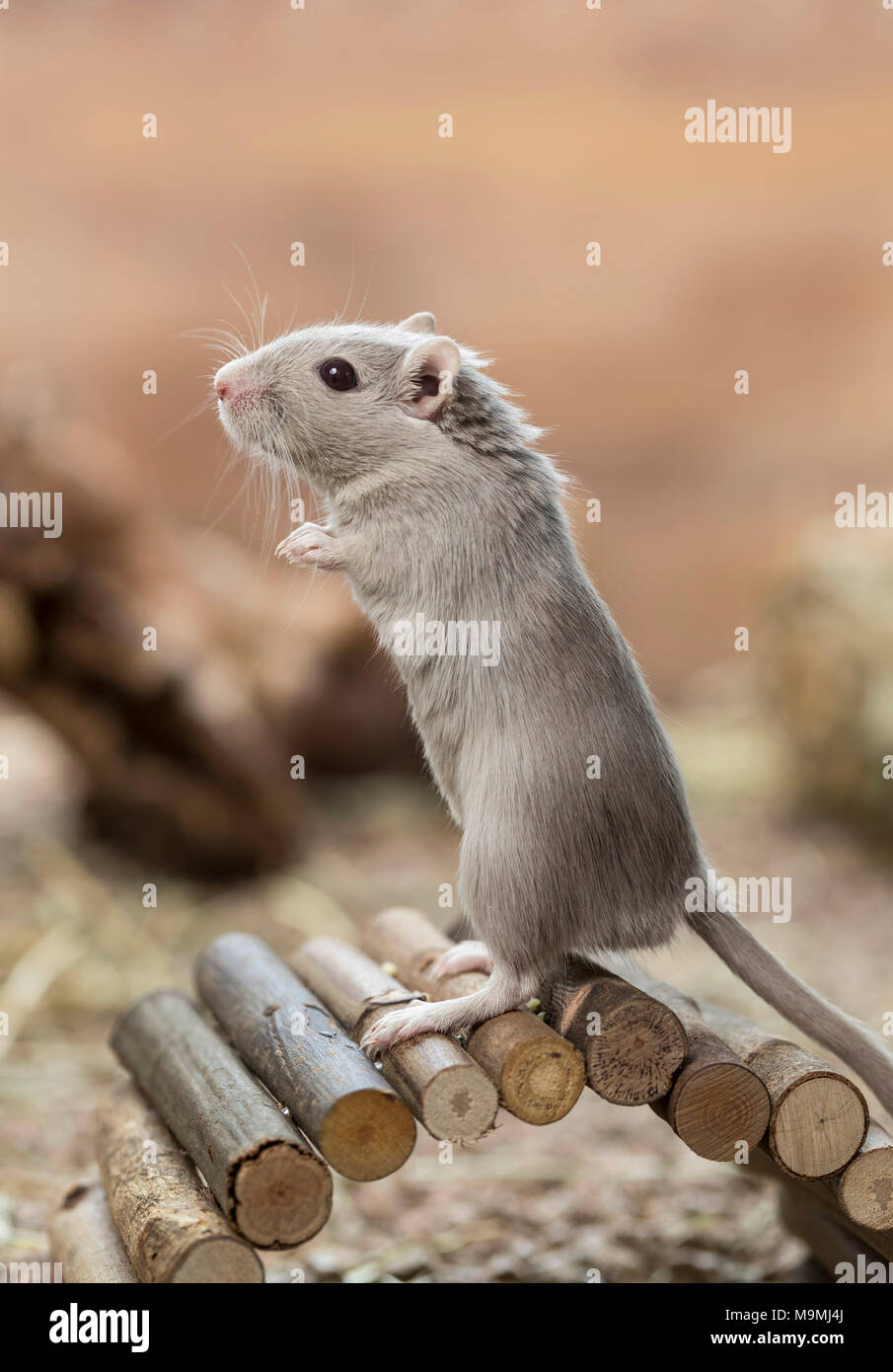 Domesticated Gerbil (Meriones unguiculatus). Adult male standing upright on a small bridge. Germany Stock Photo