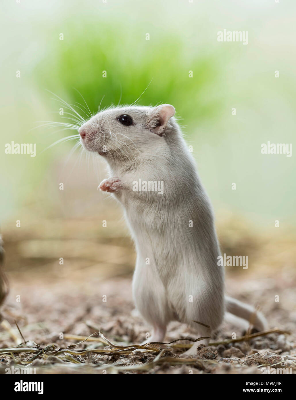 Domesticated Gerbil (Meriones unguiculatus). Adult male standing upright. Germany Stock Photo