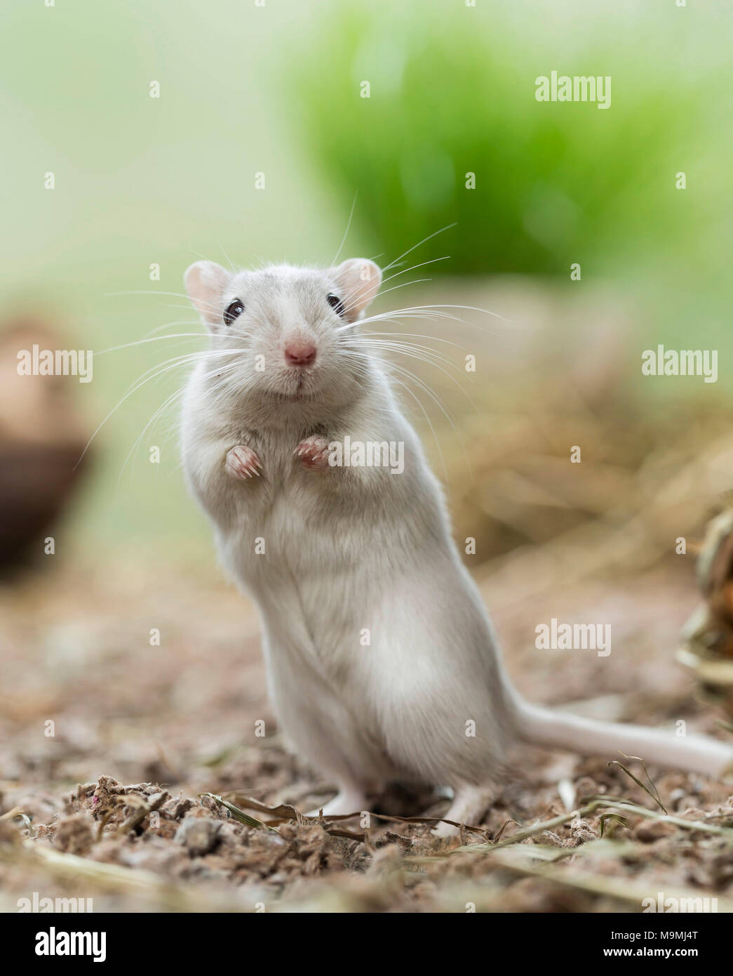 Domesticated Gerbil (Meriones unguiculatus). Adult male standing upright. Germany Stock Photo