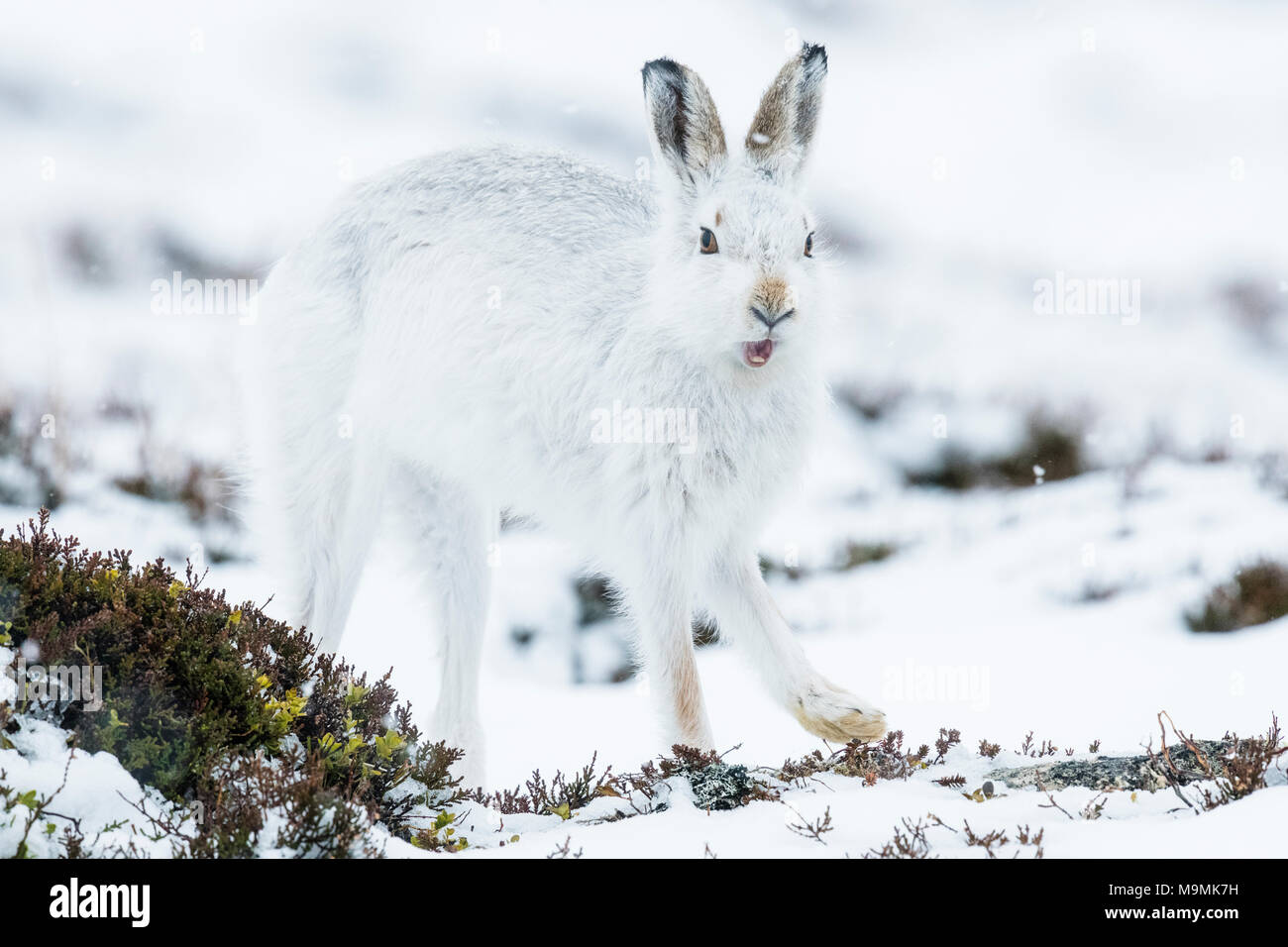 Mountain hare (Lepus timidus) stretches out, winter coat, Cairngroms