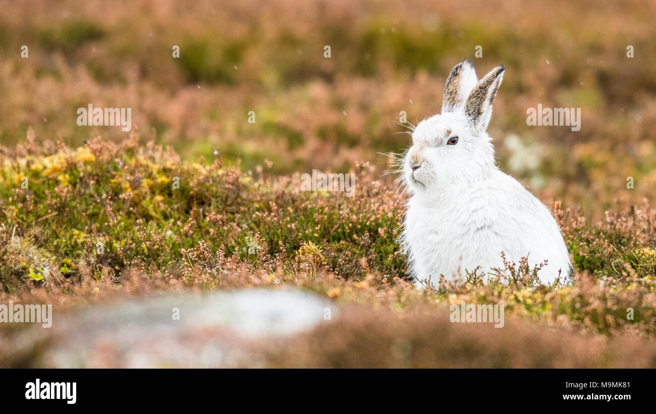 Mountain hare (Lepus timidus) sits in Meadow, winter coat, Cairngroms