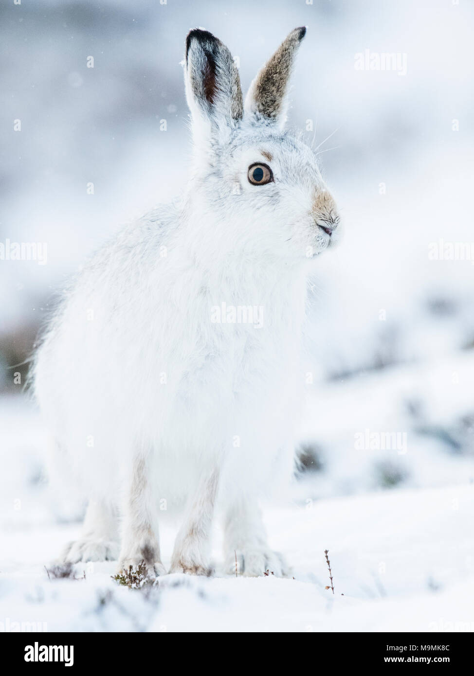 Mountain hare (Lepus timidus) sitting in snow, winter coat, Cairngroms