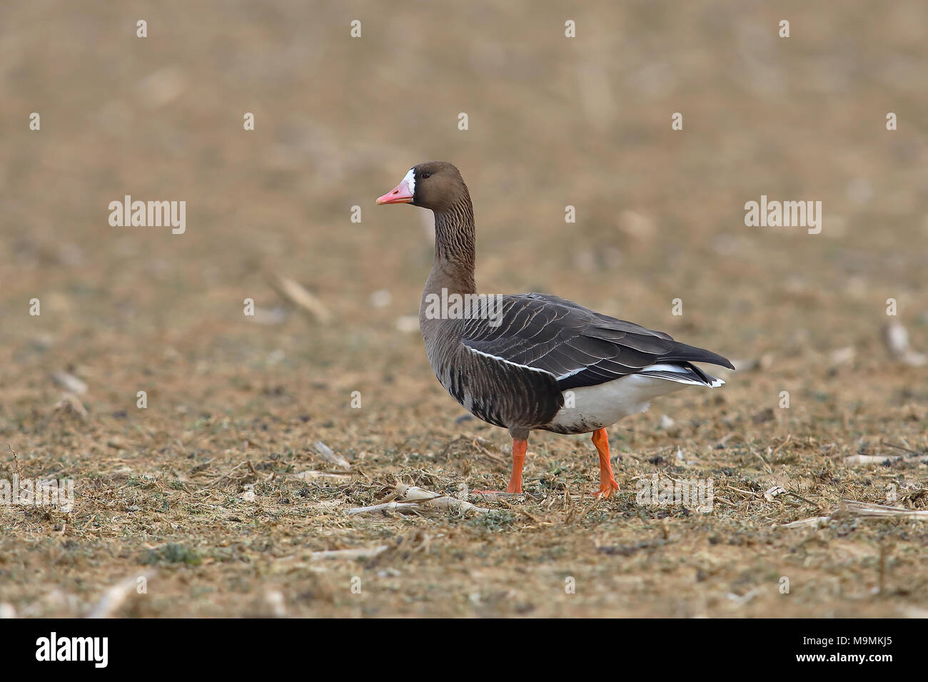 Greater white-fronted goose (Anser albifrons) stands in a meadow in wintering area, Bislicher Insel, North Rhine-Westphalia Stock Photo
