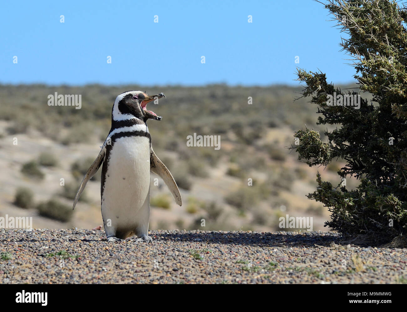 Calling Magellanic penguin (Spheniscus magellanicus), Punta Tombo, Chubut, Argentina Stock Photo