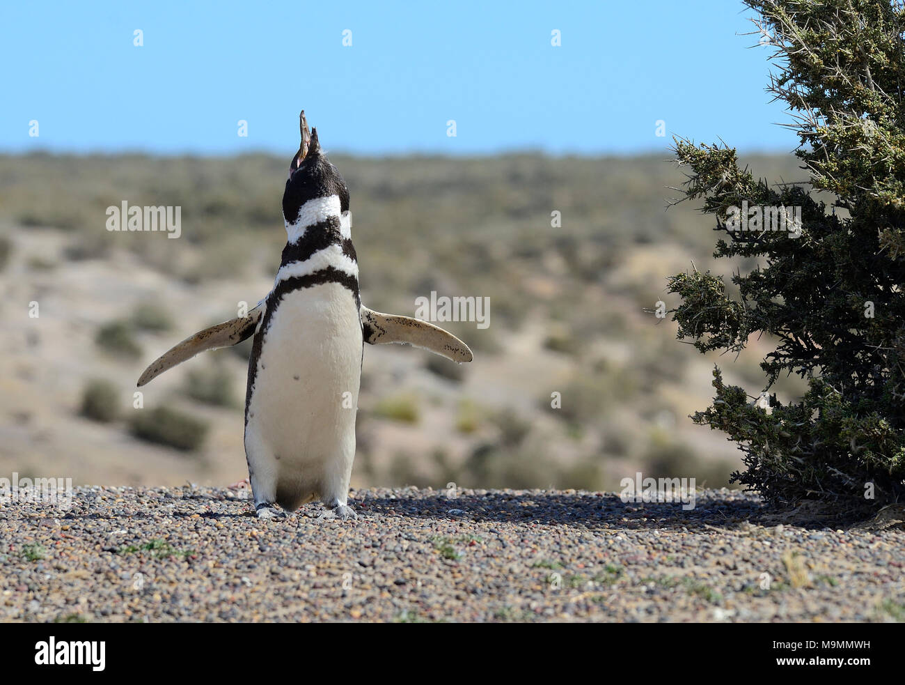Calling Magellanic penguin (Spheniscus magellanicus), Punta Tombo, Chubut, Argentina Stock Photo