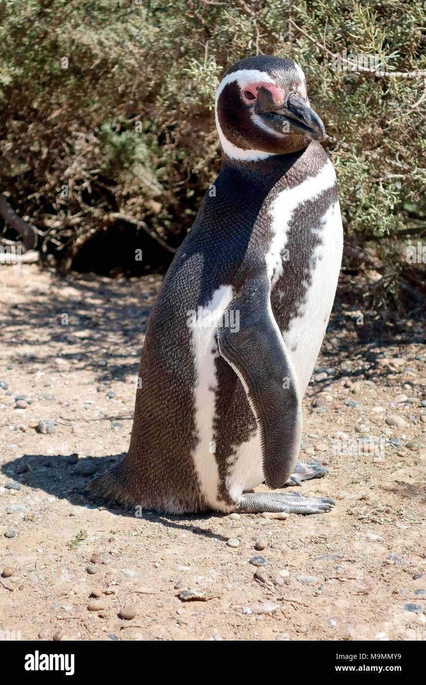 Magellanic penguin (Spheniscus magellanicus), Punta Tombo, Chubut, Argentina Stock Photo