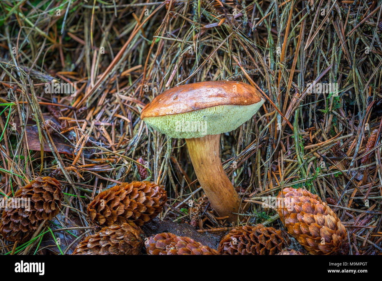 Bay bolete (Imleria badia), edible mushroom, between cones, Syddanmark, Denmark Stock Photo