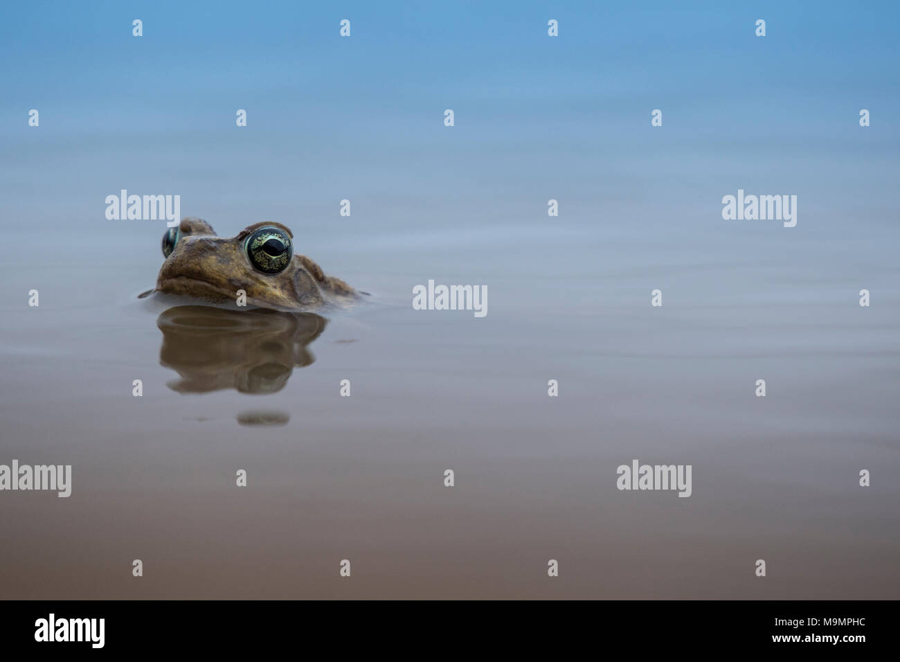 Common River Frog (Amieta quecketti), Mashatu Game Reserve, Tuli Block, Botswana Stock Photo