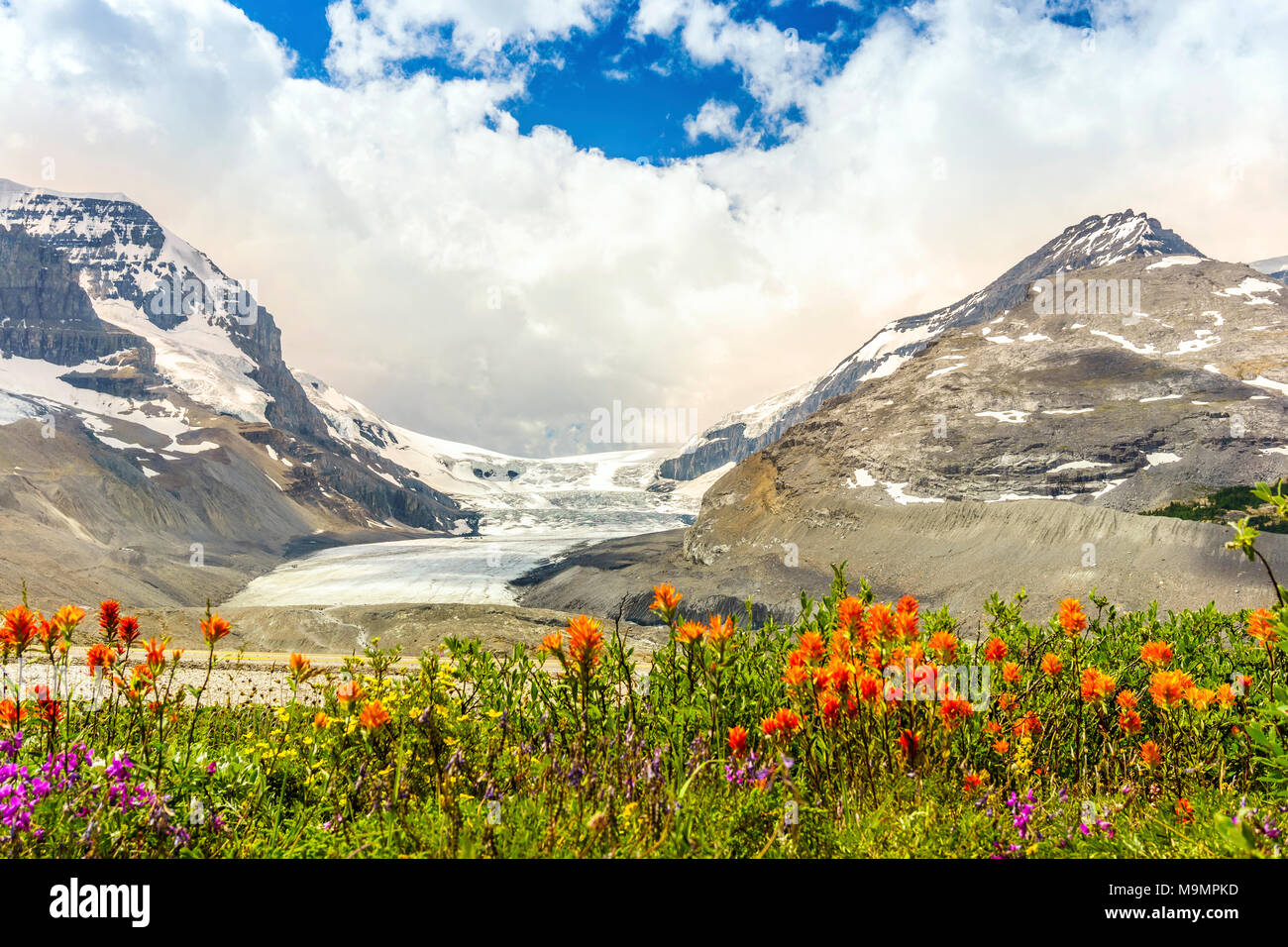 Columbia Icefield with Snow Dome, orange and violet flowers, Jasper National Park, Alberta, Canada Stock Photo