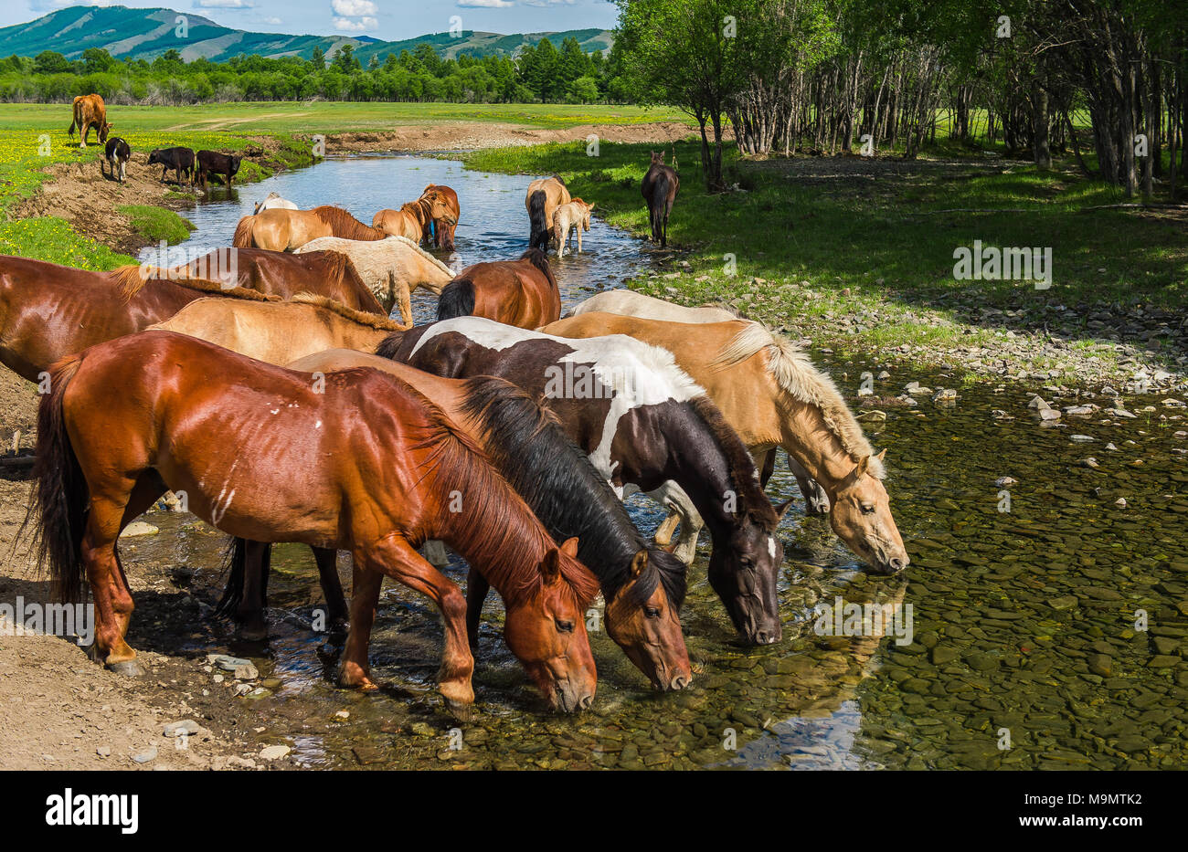 Flock of horses drinking water from a river, Mongolia Stock Photo Alamy