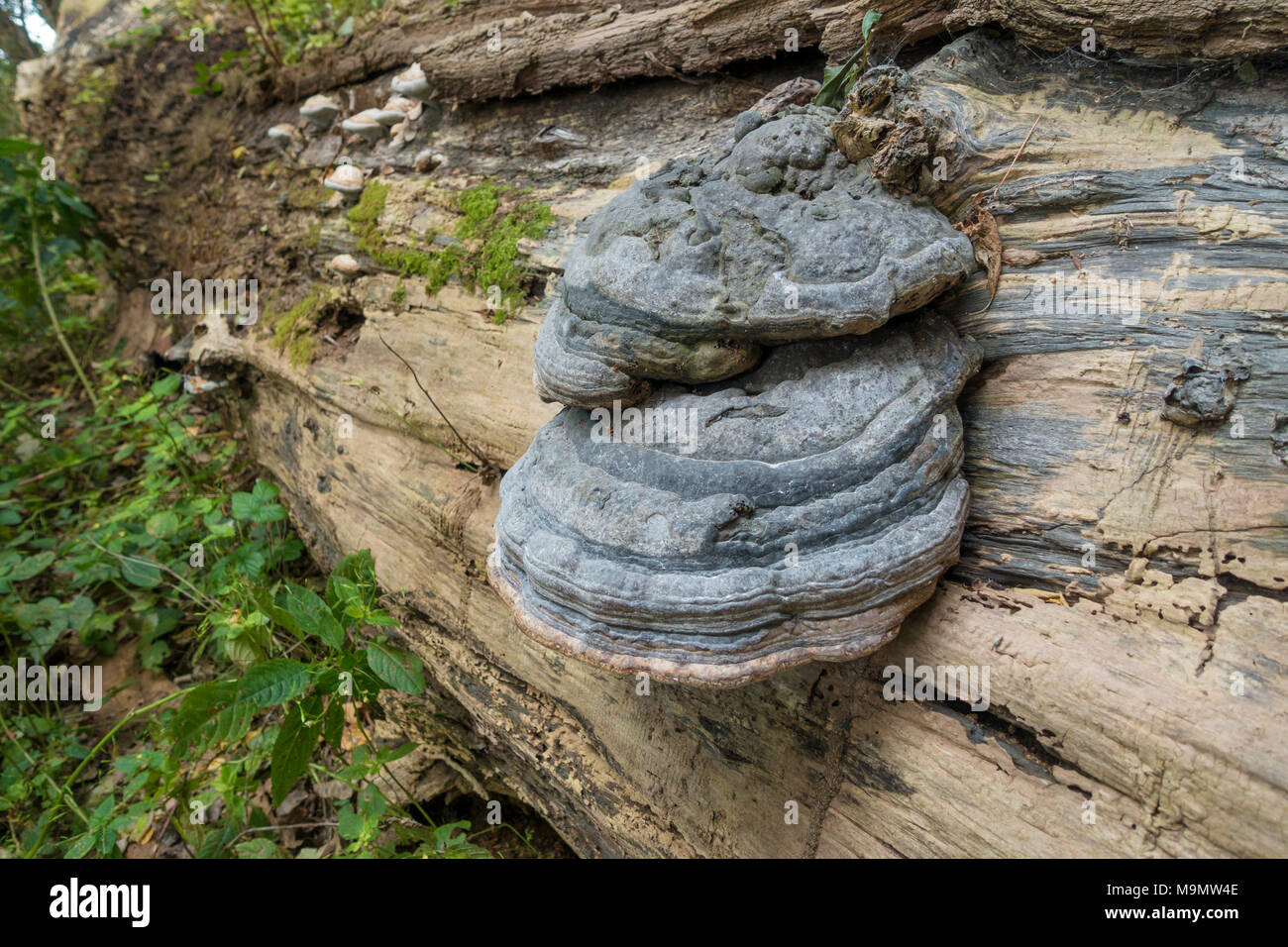 Decayed trunk hi-res stock photography and images - Alamy