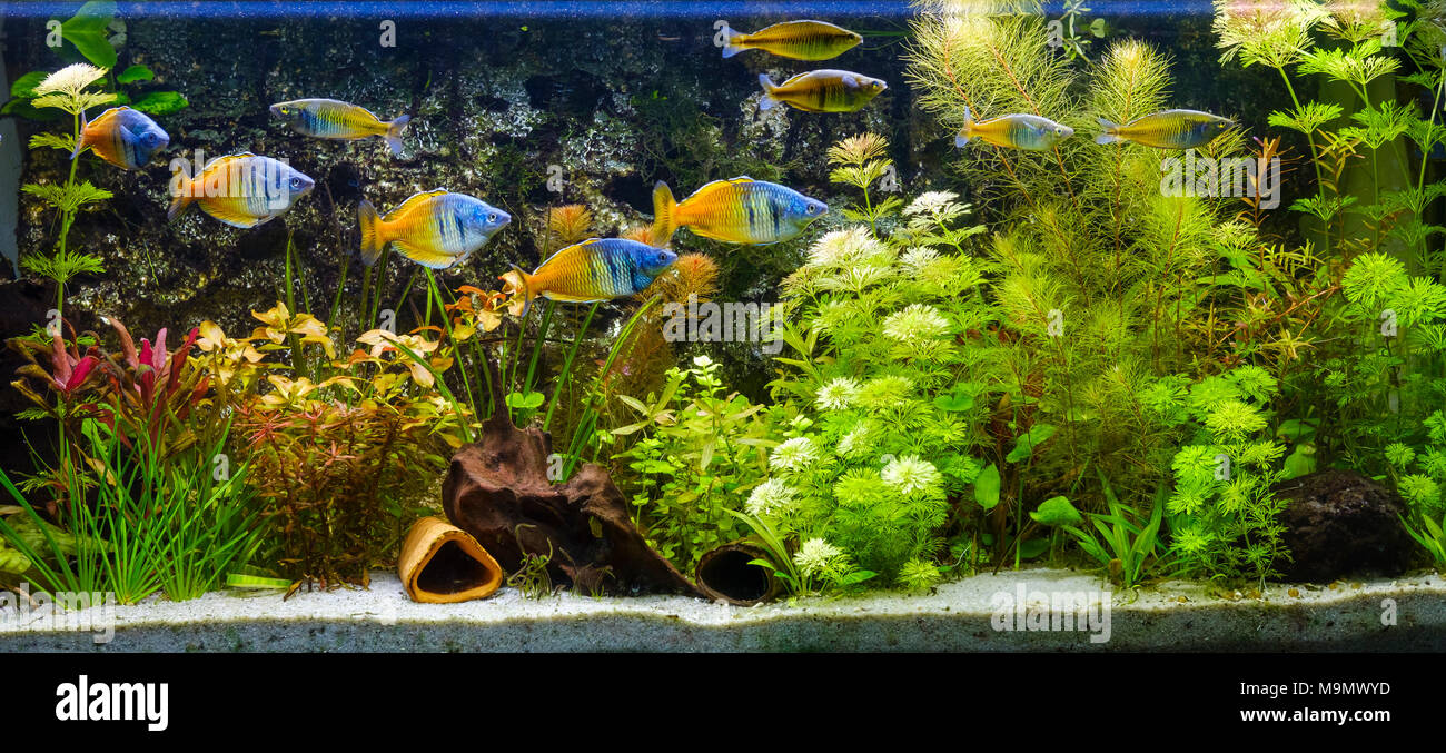 Harlequin rainbow fish (Melanotaenia boesemani) in an aquarium, freshwater aquarium Stock Photo