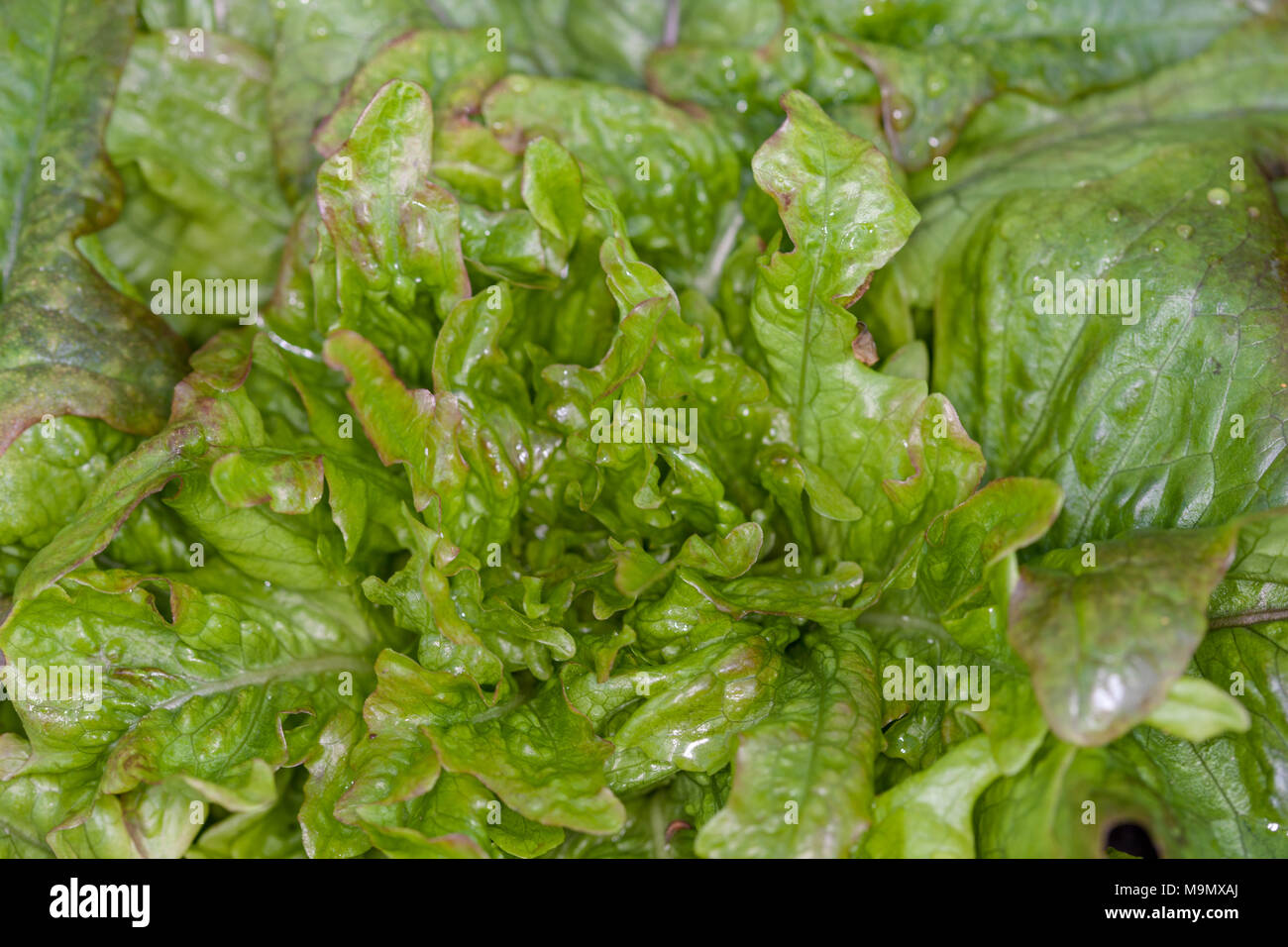 'Cocarde' Lettuce, Sallat (Lactuca sativa) Stock Photo
