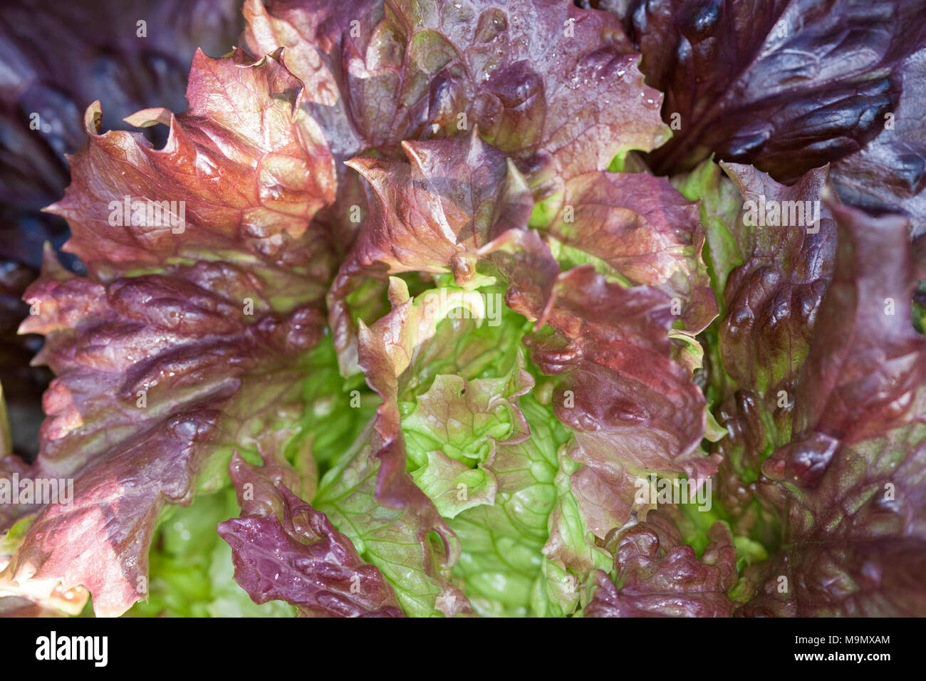 'Mohikan' Lettuce, Huvudsallat (Lactuca sativa var. capitata crispum) Stock Photo