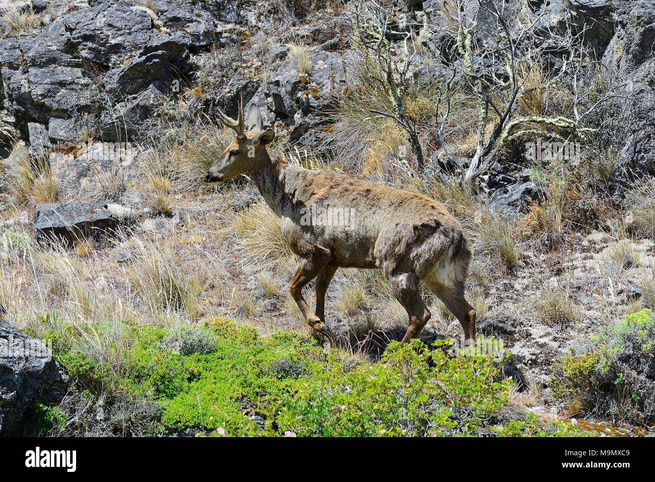 South Andean deer, also (Hippocamelus bisulcus) in rocky environment, Reserva Nacional Lago Cochrane o Tamango, Cochrane Stock Photo