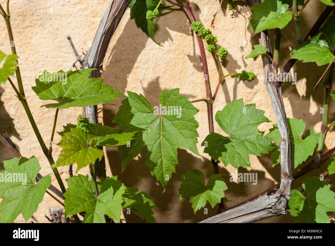 Riverbank Grape, Doftvin (Vitis riparia michx) Stock Photo