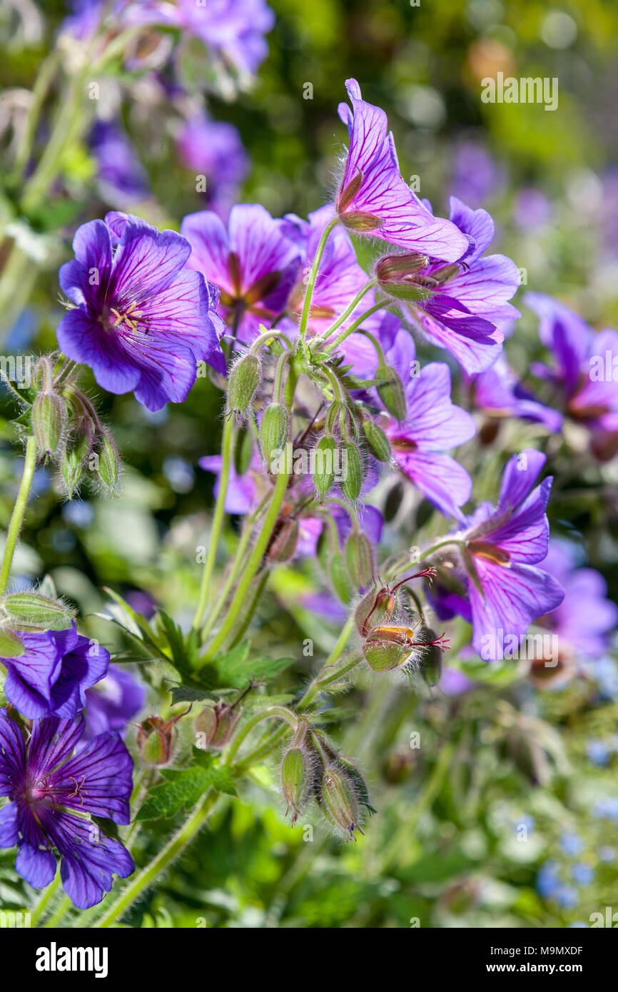 Broad-petaled Geranium, Kaukasusnäva (Geranium platypetalum) Stock Photo