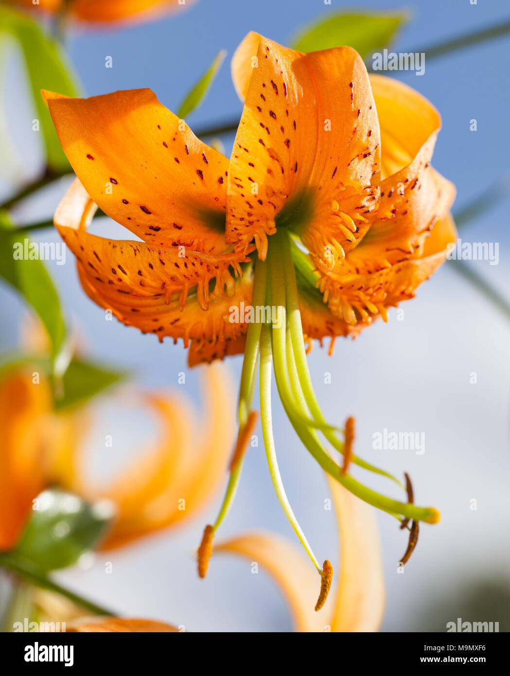 Henry’s Lily, Orangelilja (Lilium henryi) Stock Photo