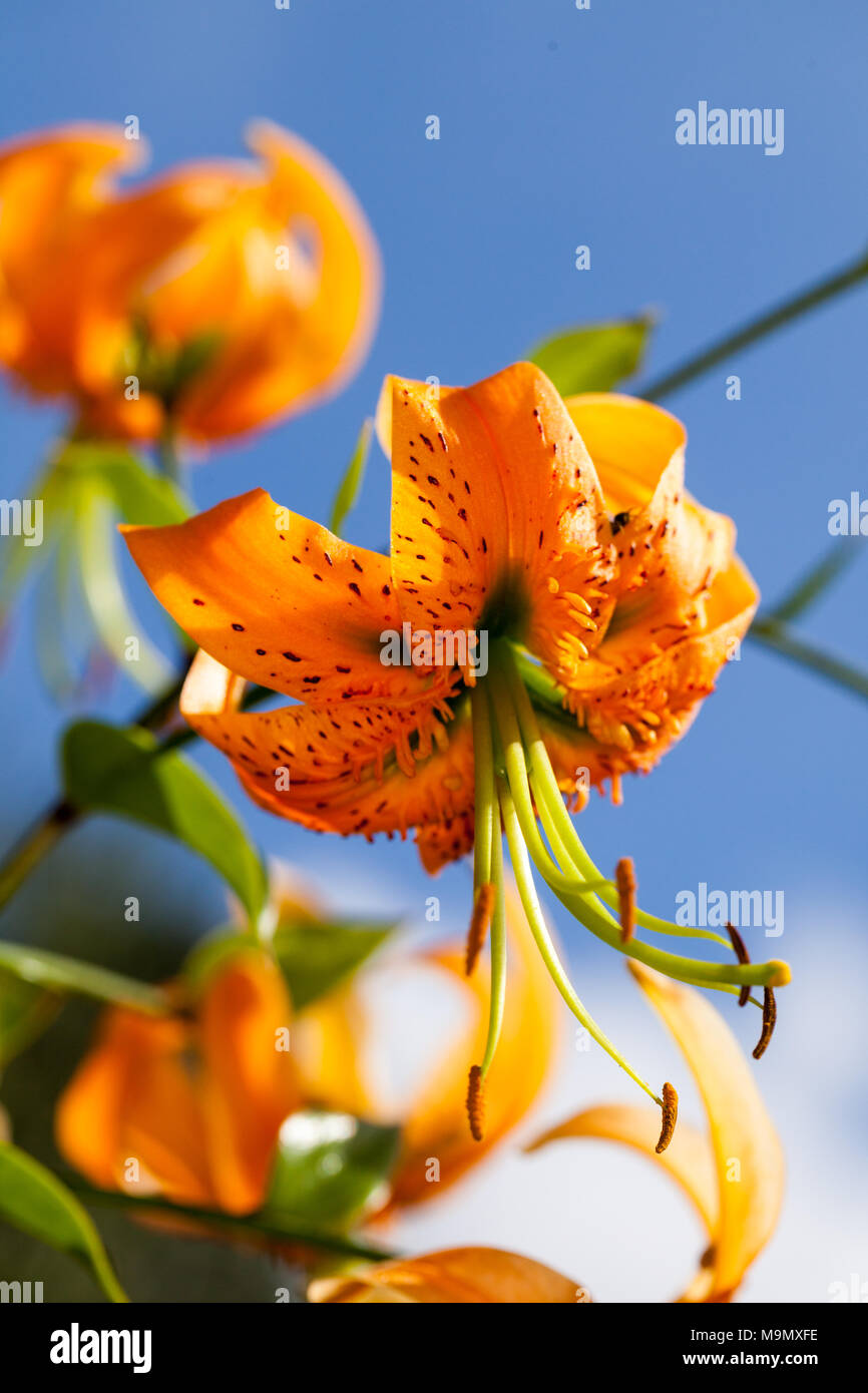 Henry’s Lily, Orangelilja (Lilium henryi) Stock Photo